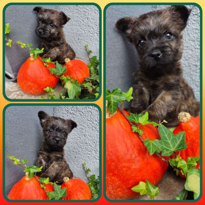 GridArt_20231026_132506539