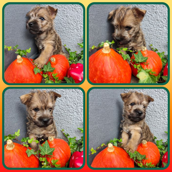 GridArt_20231026_132719413