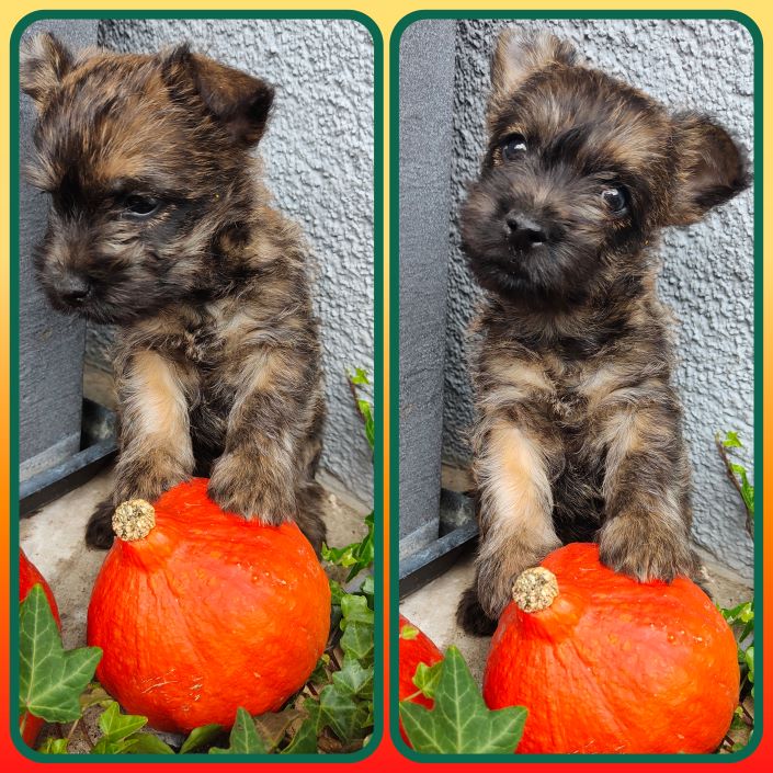 GridArt_20231026_132817088