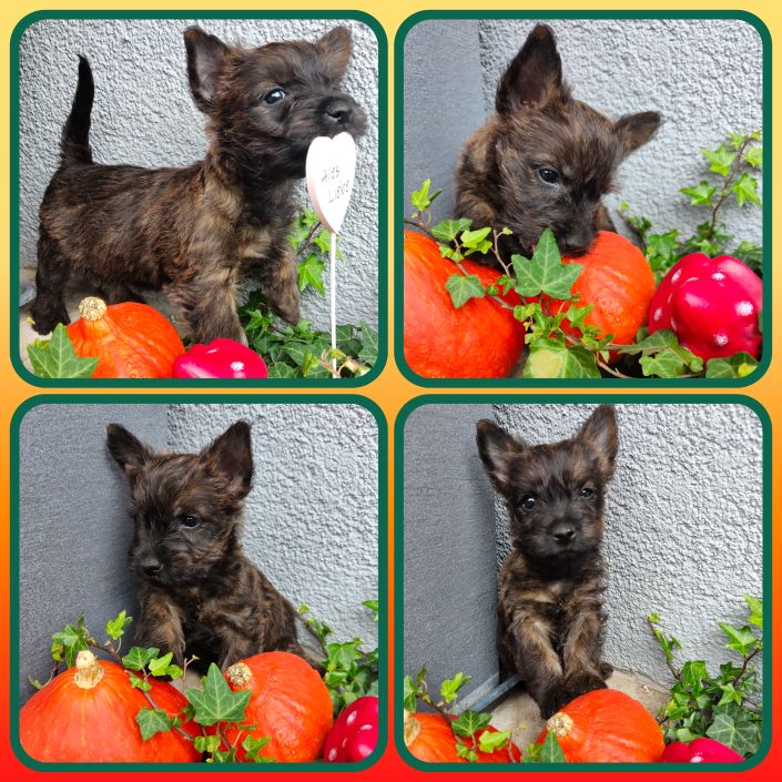 GridArt_20231026_132930858