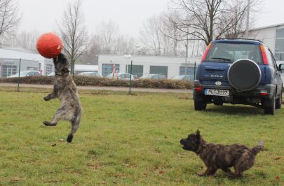 Hundeplatz 24.11.2012 017