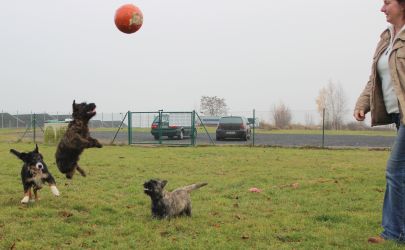 Hundeplatz 24.11.2012 027