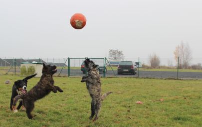 Hundeplatz 24.11.2012 028