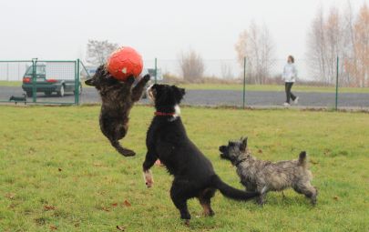 Hundeplatz 24.11.2012 029