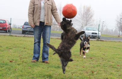 Hundeplatz 24.11.2012 034