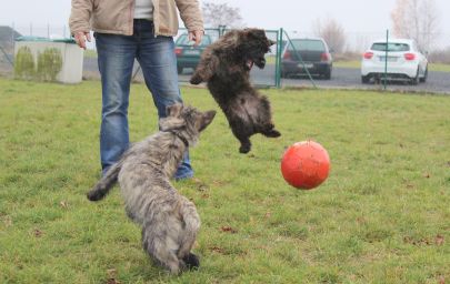 Hundeplatz 24.11.2012 060