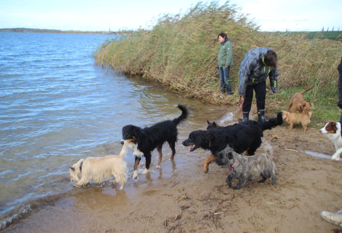 Hundewanderung in Pouch 183