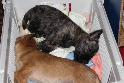 OG Treffen bei SH 009