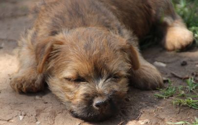 R-Wurf 5 ,Q-Wurf 7 Wo. 149