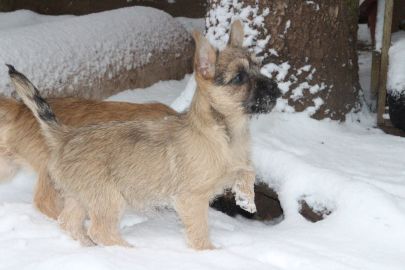 S-Wurf 11 Wochen 022