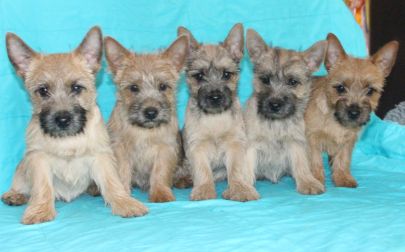 S-Wurf Einzelfotos 127