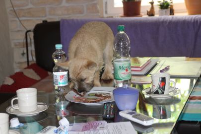 Welpen 16 wo einzeln 003