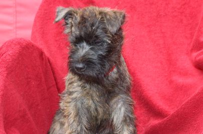 Welpen 16 wo einzeln 035